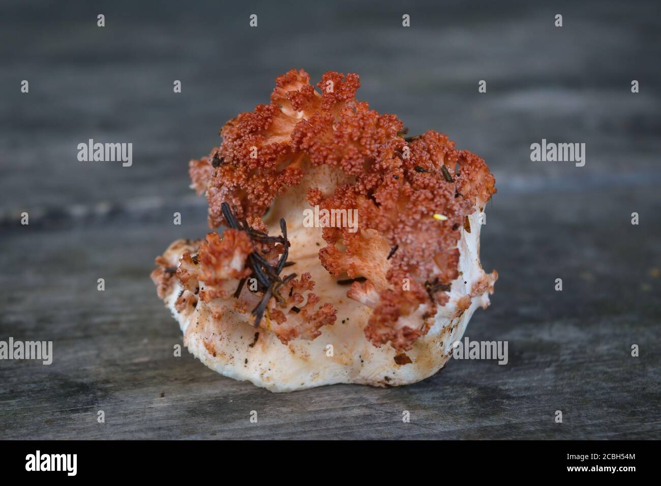 Edible mushroom Ramaria flava on the background of an old wooden table close-up. Stock Photo