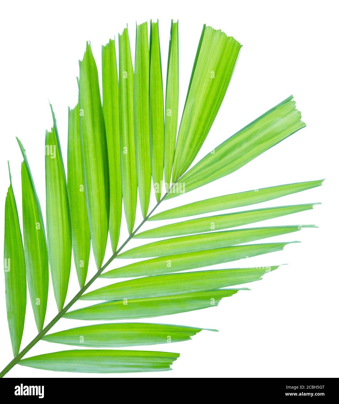 Green palm leaf isolated on white background Stock Photo - Alamy
