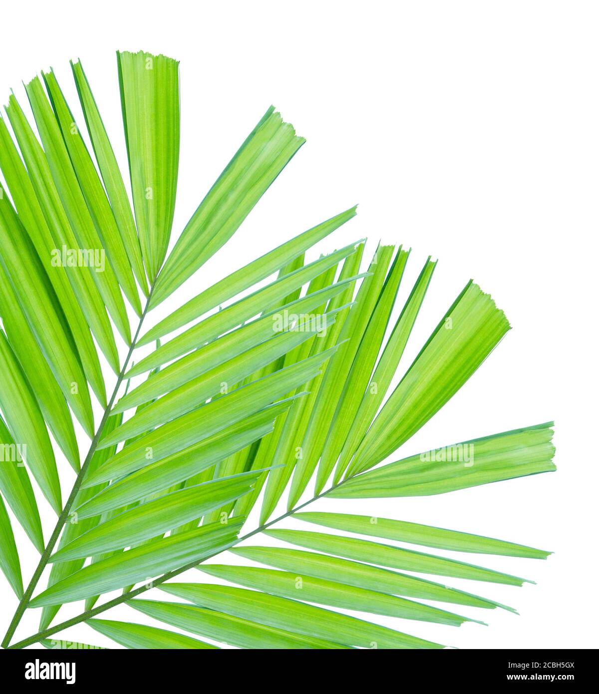 Green palm leaf isolated on white background Stock Photo - Alamy