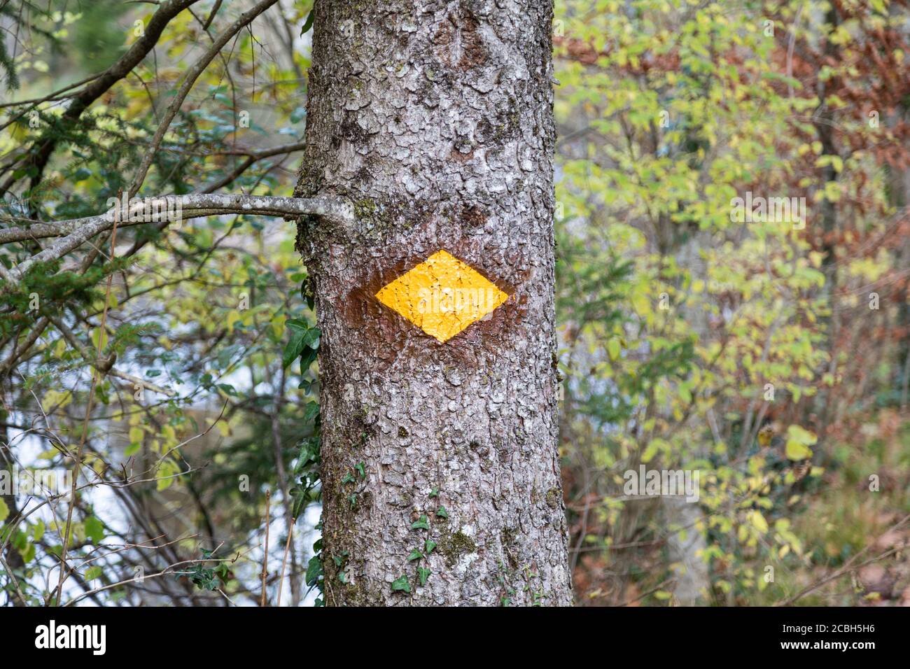 yellow hiking trail sign marked with spray paint on a tree in front of ...