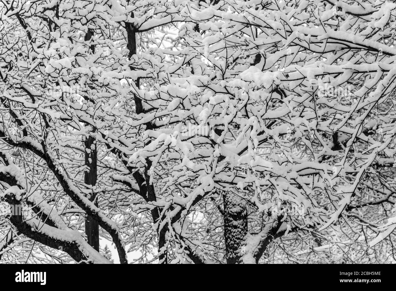 Thick Layers of Snow on Tree Branches Stock Photo - Alamy