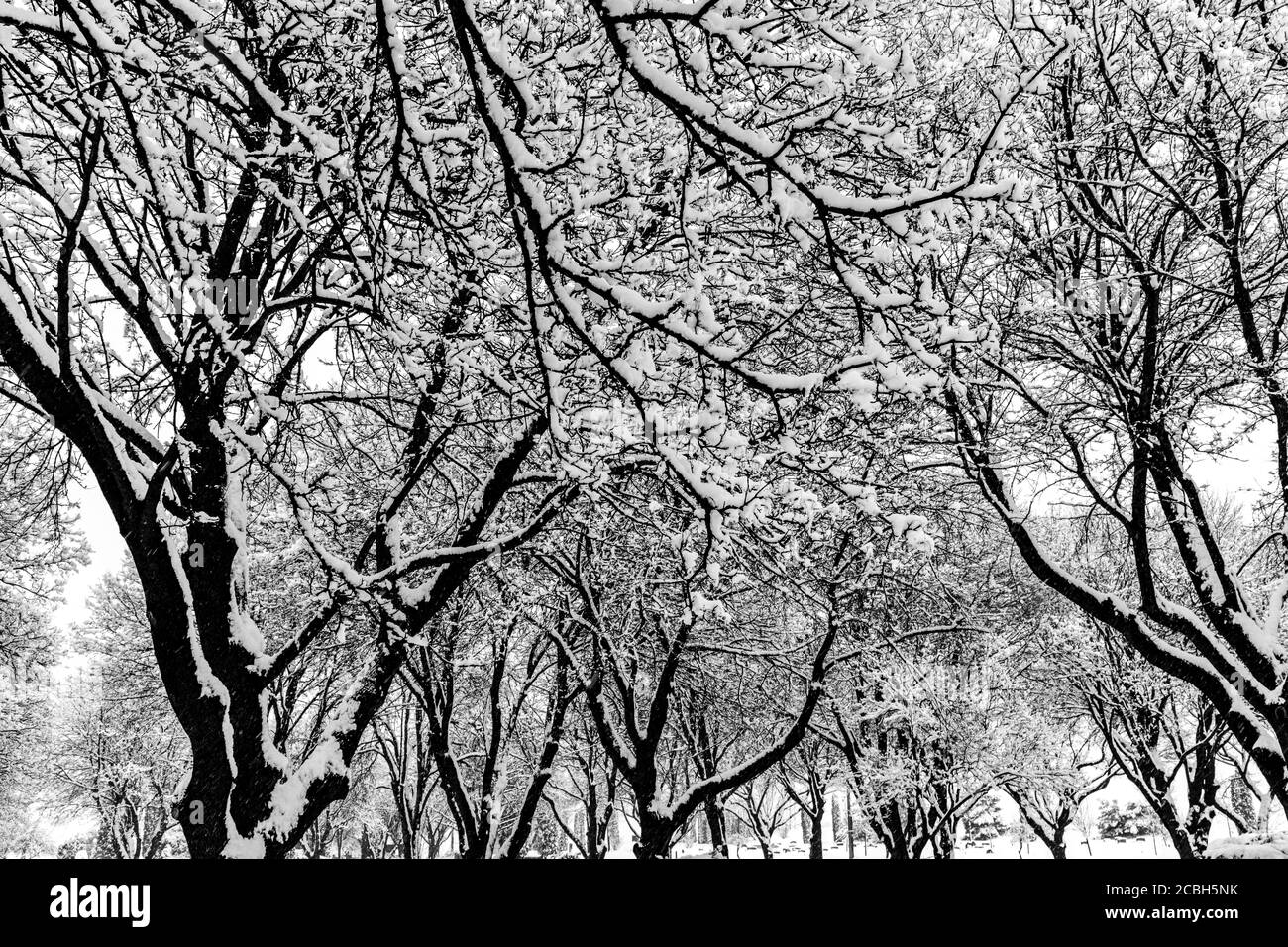 Thick tree branches Black and White Stock Photos & Images - Alamy