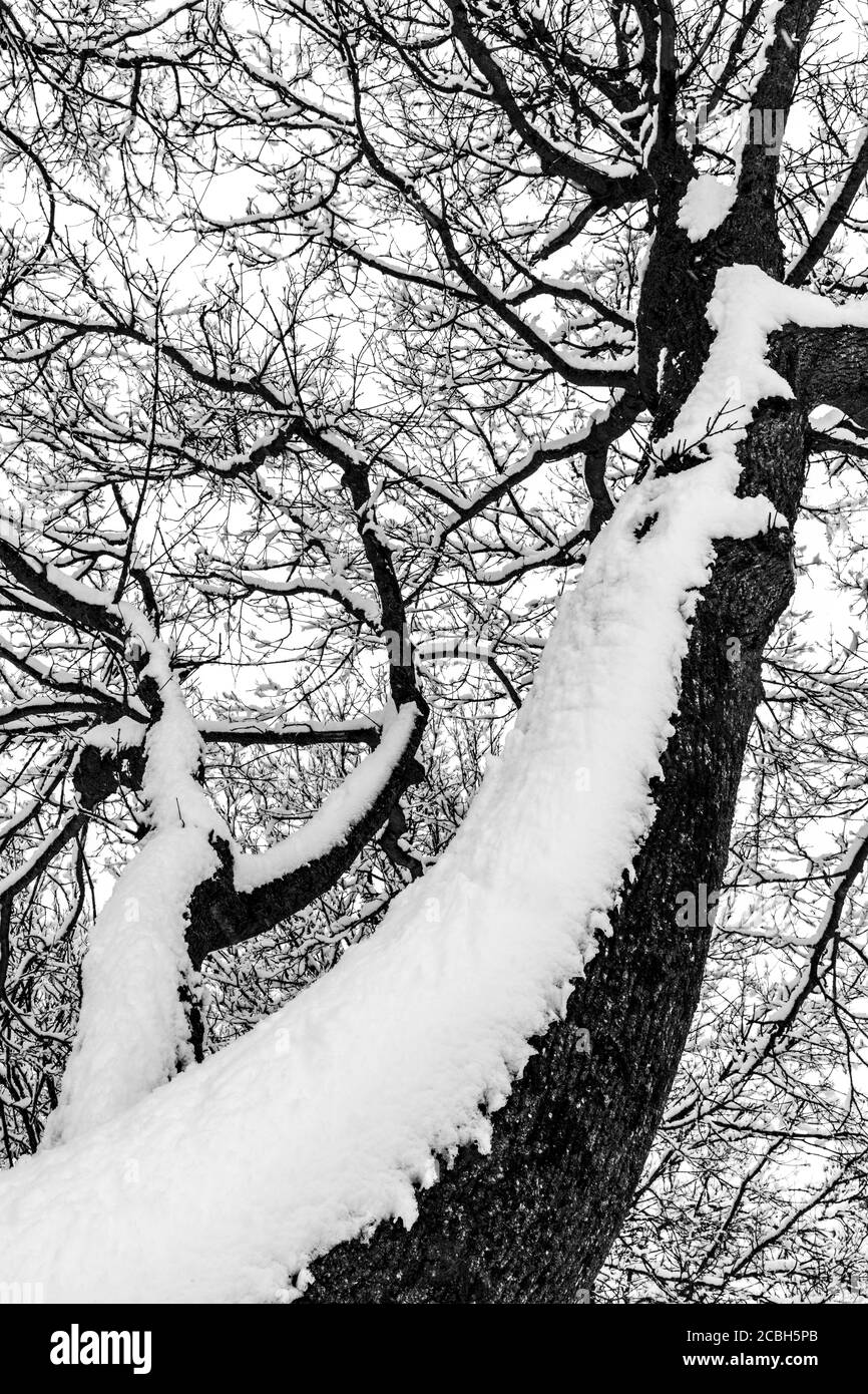 Thick Layers of Snow on Tree Branches Stock Photo - Alamy