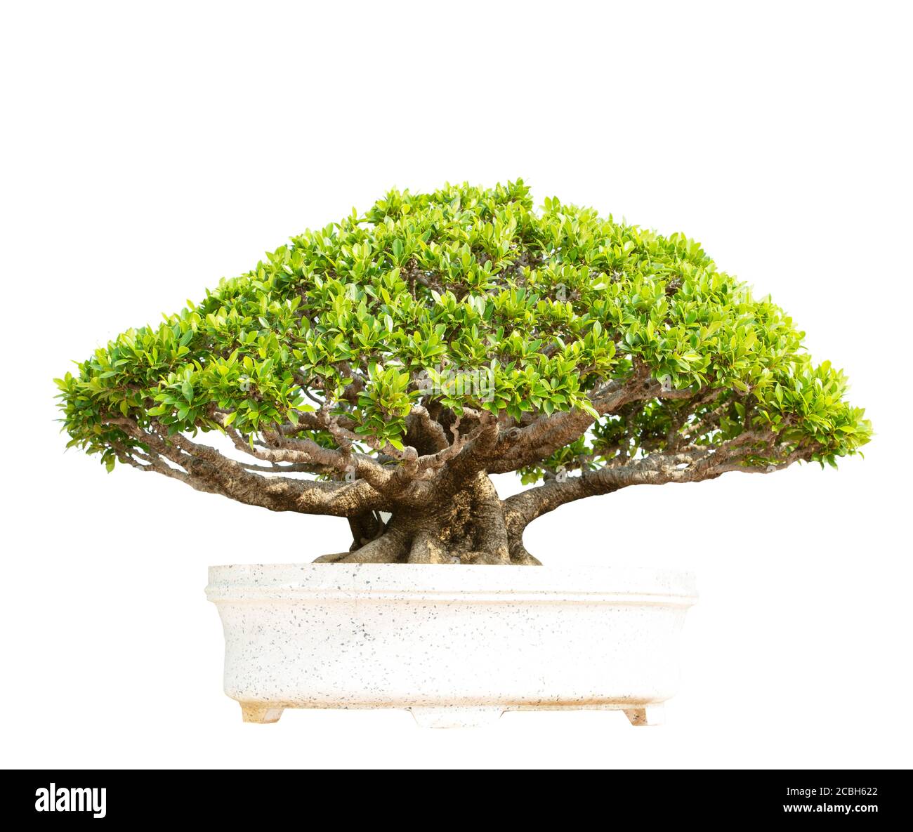 Bonsai tree in pot isolated on white background Stock Photo - Alamy