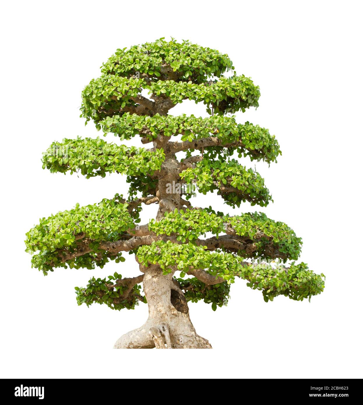 Bonsai tree isolated on white background Stock Photo - Alamy