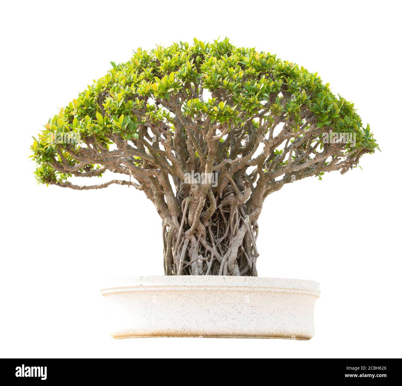 Bonsai tree in pot isolated on white background Stock Photo - Alamy