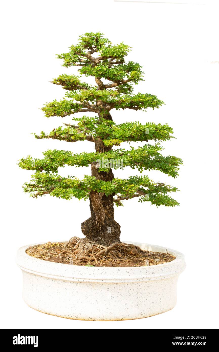 Bonsai tree in pot isolated on white background Stock Photo - Alamy