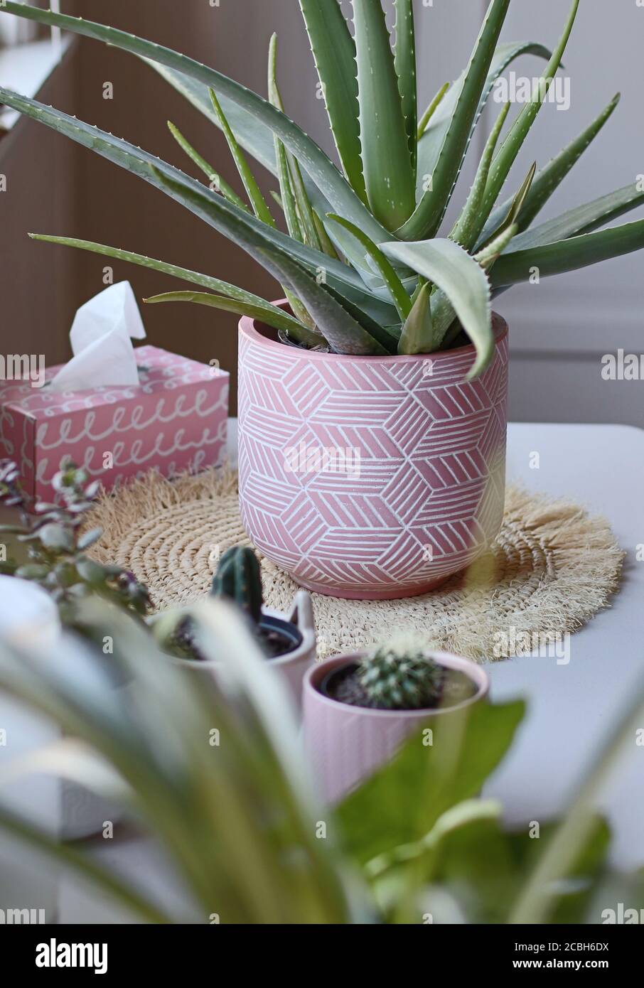 aloe vera plant in pink pot with small cactus plants Stock Photo