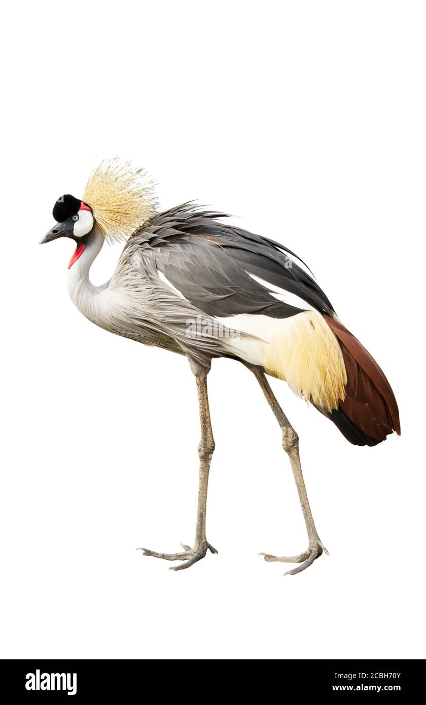 Grey crowned crane isolated on white background Stock Photo - Alamy