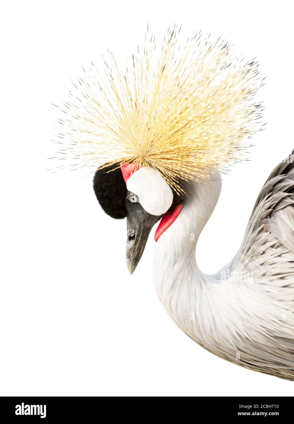 Grey crowned crane isolated on white background Stock Photo - Alamy