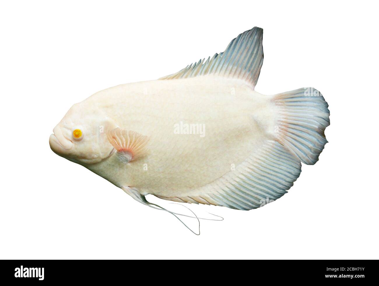Gourami fish isolated on white background Stock Photo