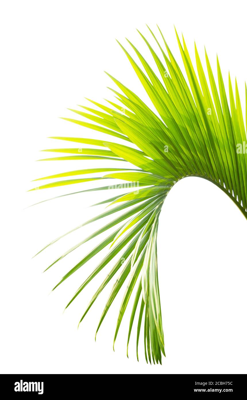 Palm leaf isolated on white background Stock Photo - Alamy