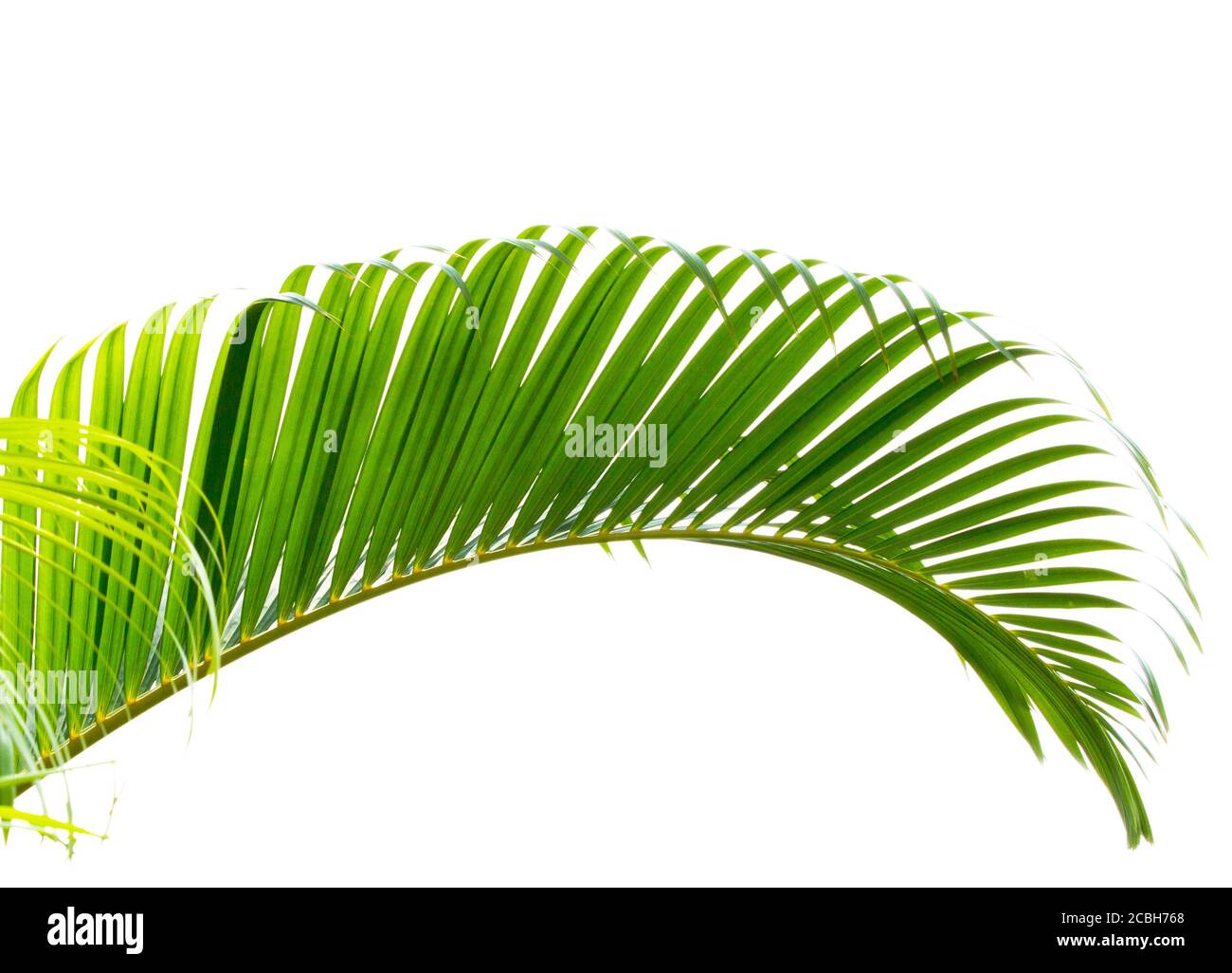 Palm leaf isolated on white background Stock Photo - Alamy