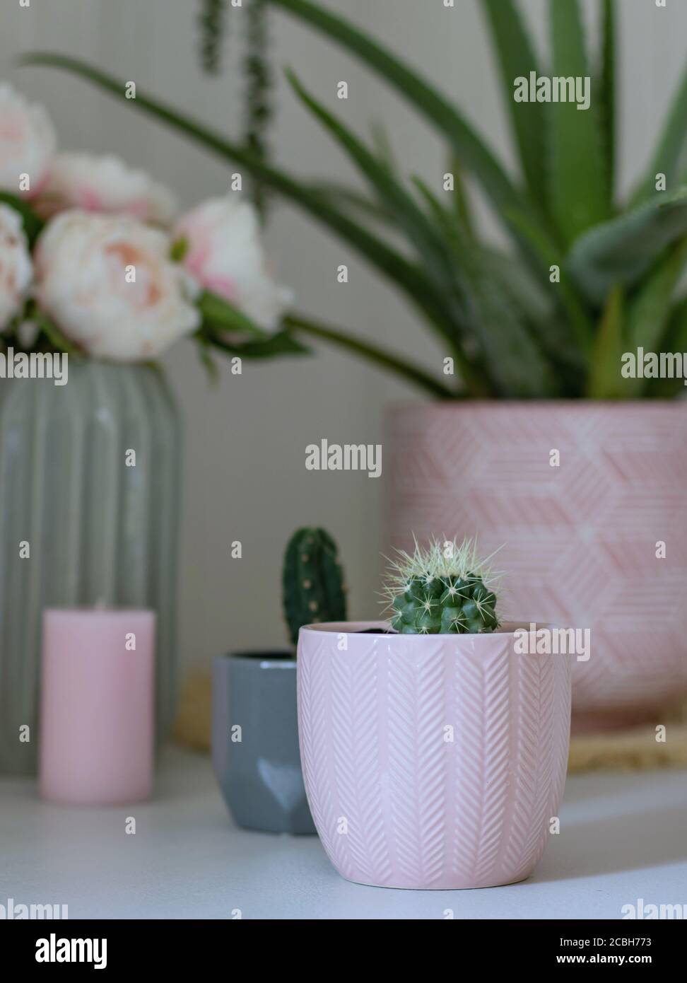 two small  indoor cactus plants in pink and grey pots with aloe vera and peony flowers in background Stock Photo