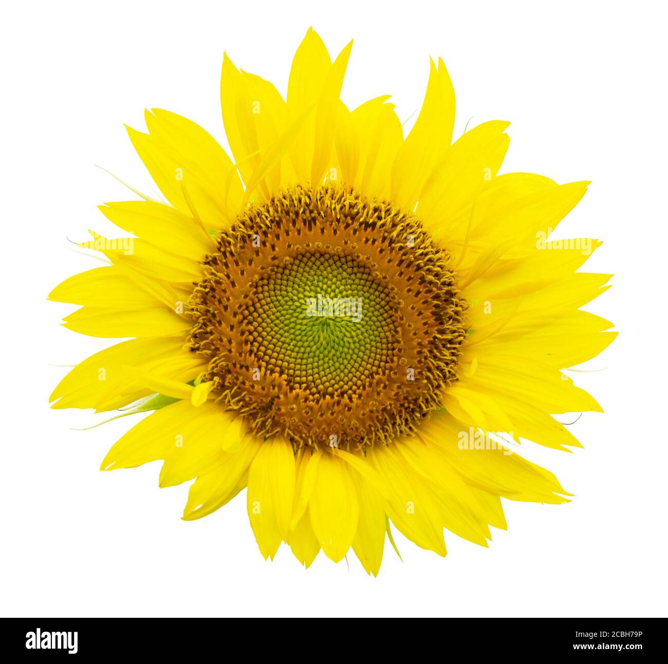 Sunflower isolated on white background Stock Photo - Alamy