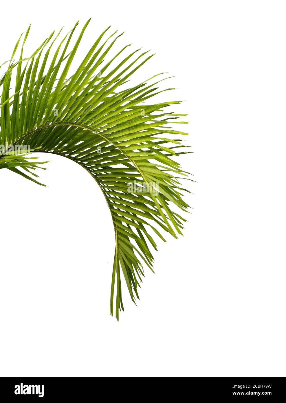 Green palm leaf isolated on white background Stock Photo - Alamy