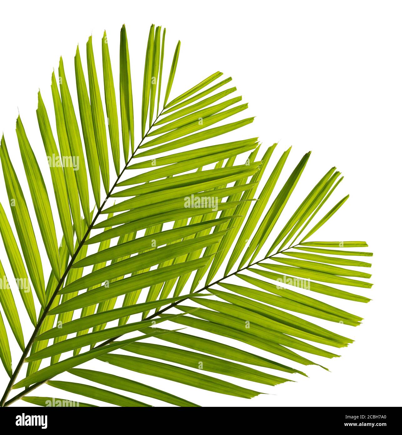 Green palm leaf isolated on white background Stock Photo - Alamy