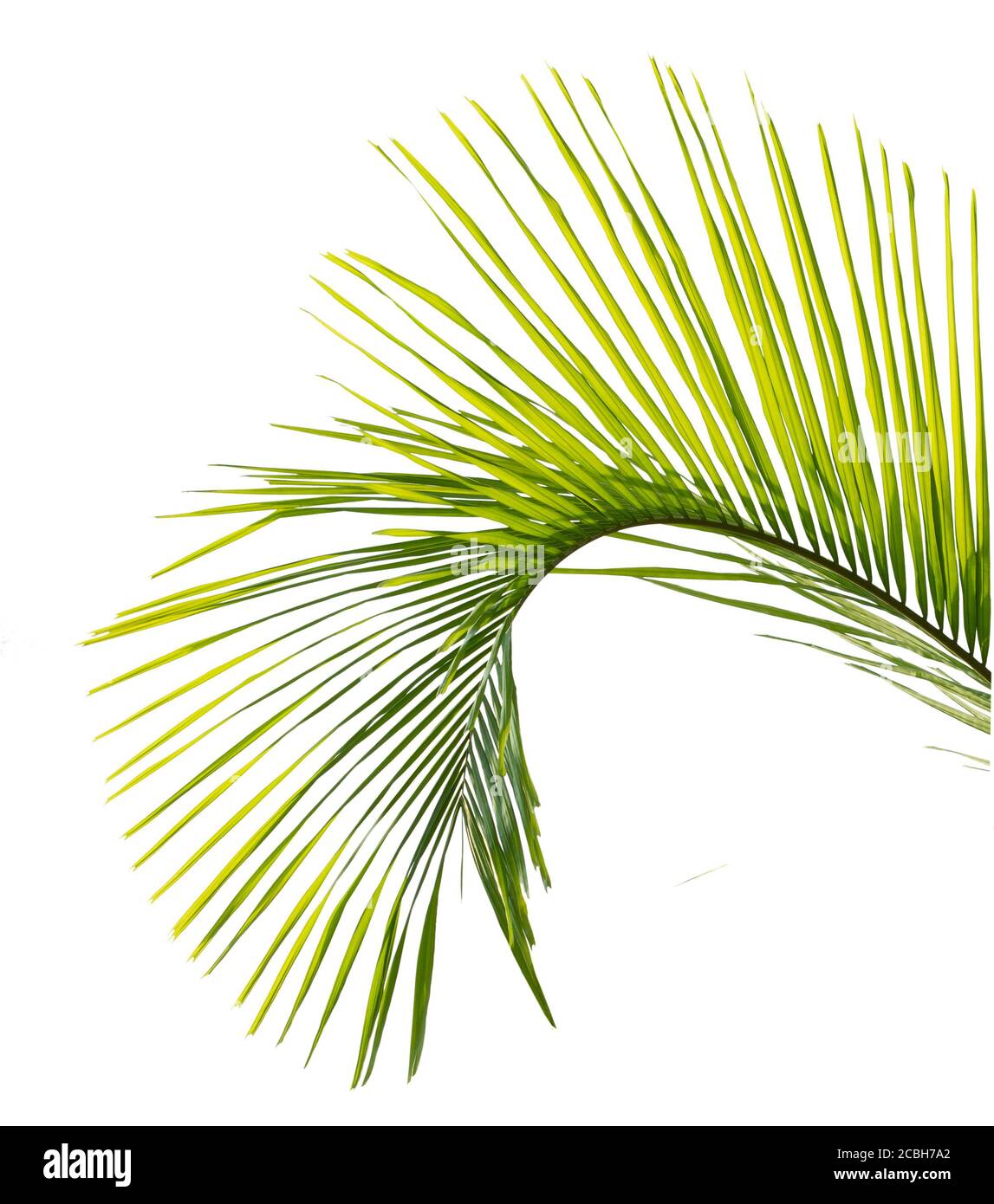 Green palm leaf isolated on white background Stock Photo - Alamy