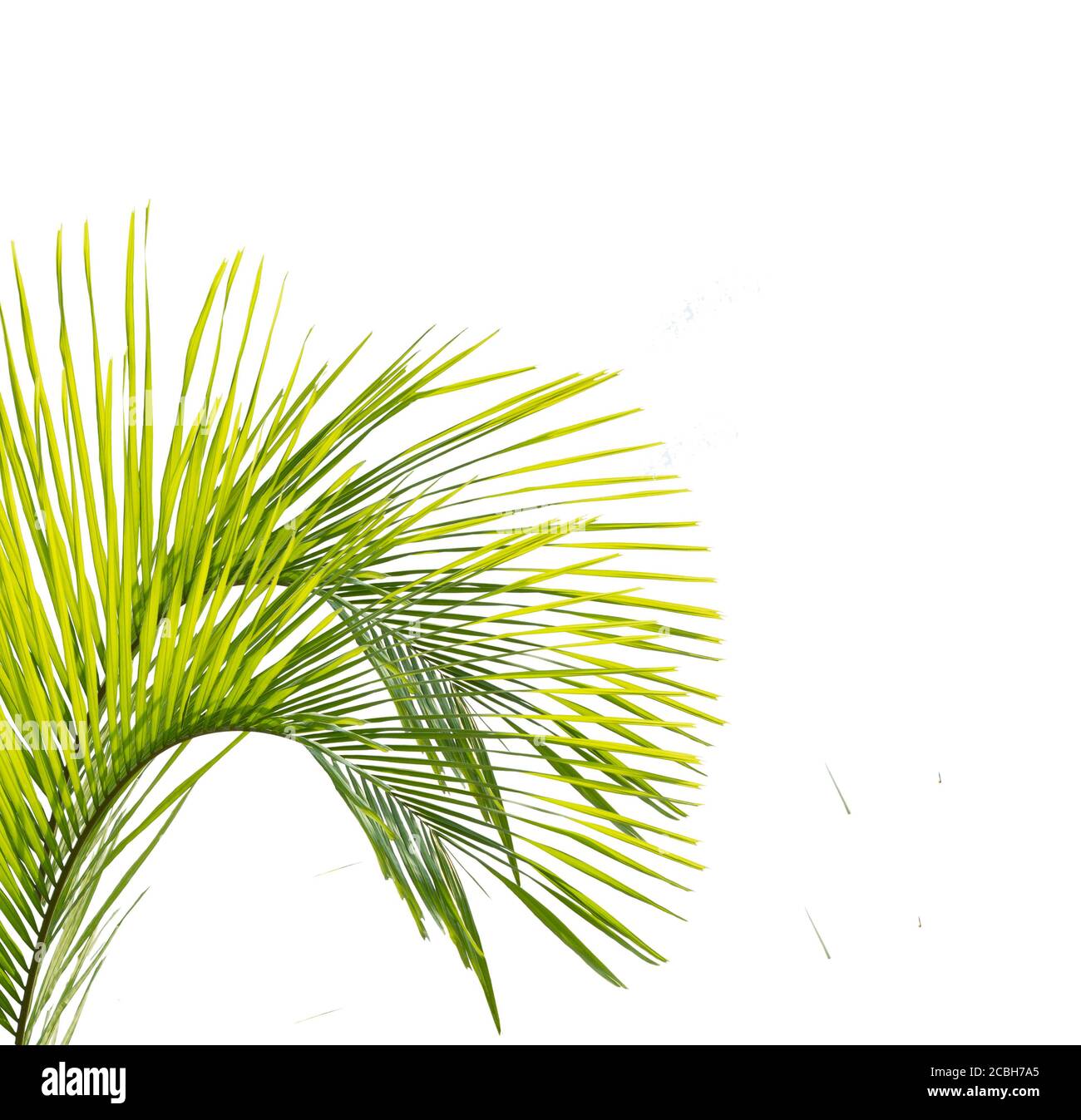 Green palm leaf isolated on white background Stock Photo - Alamy