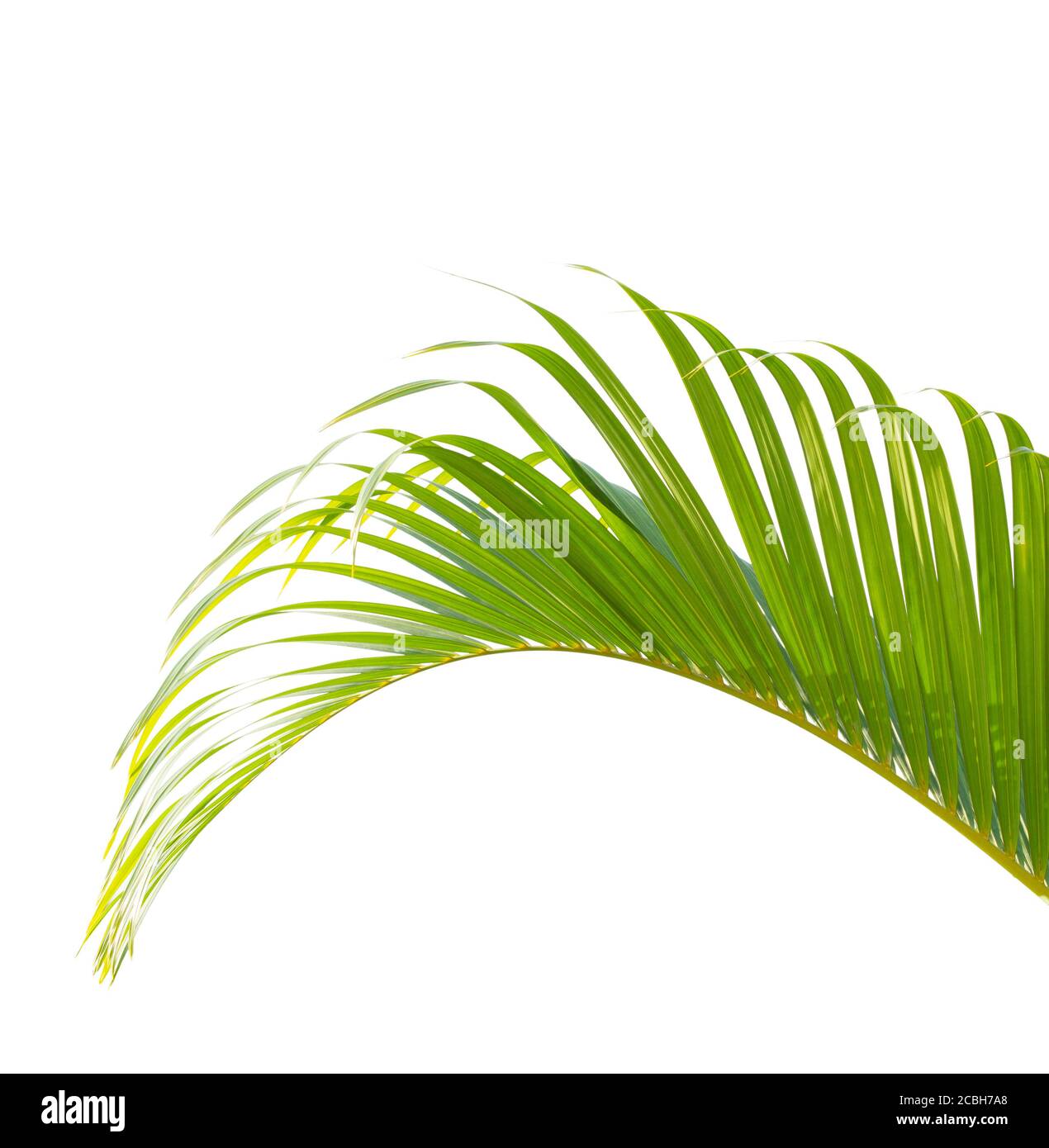 Green palm leaf isolated on white background Stock Photo - Alamy