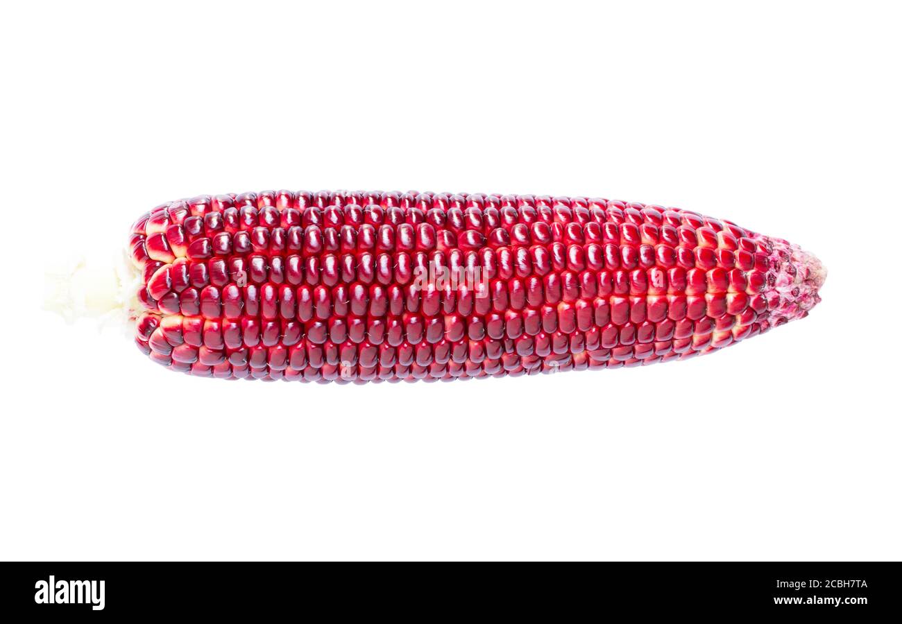Fresh purple corn isolated on white background Stock Photo