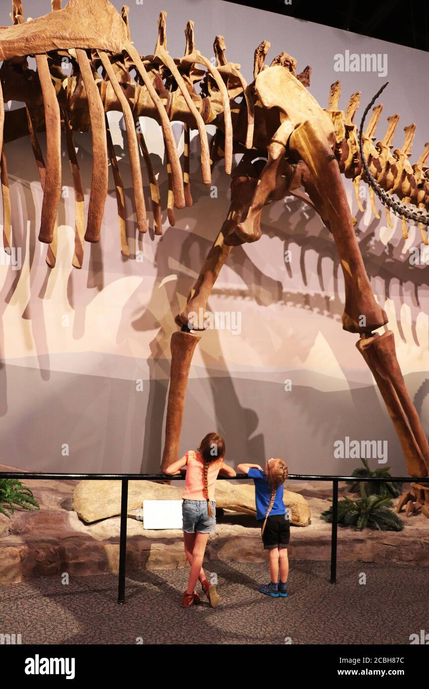 Brachiosaurus Fossil