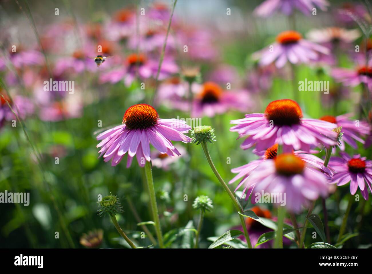 Echinacea purpurea. Beautiful natural background with pink flowers
