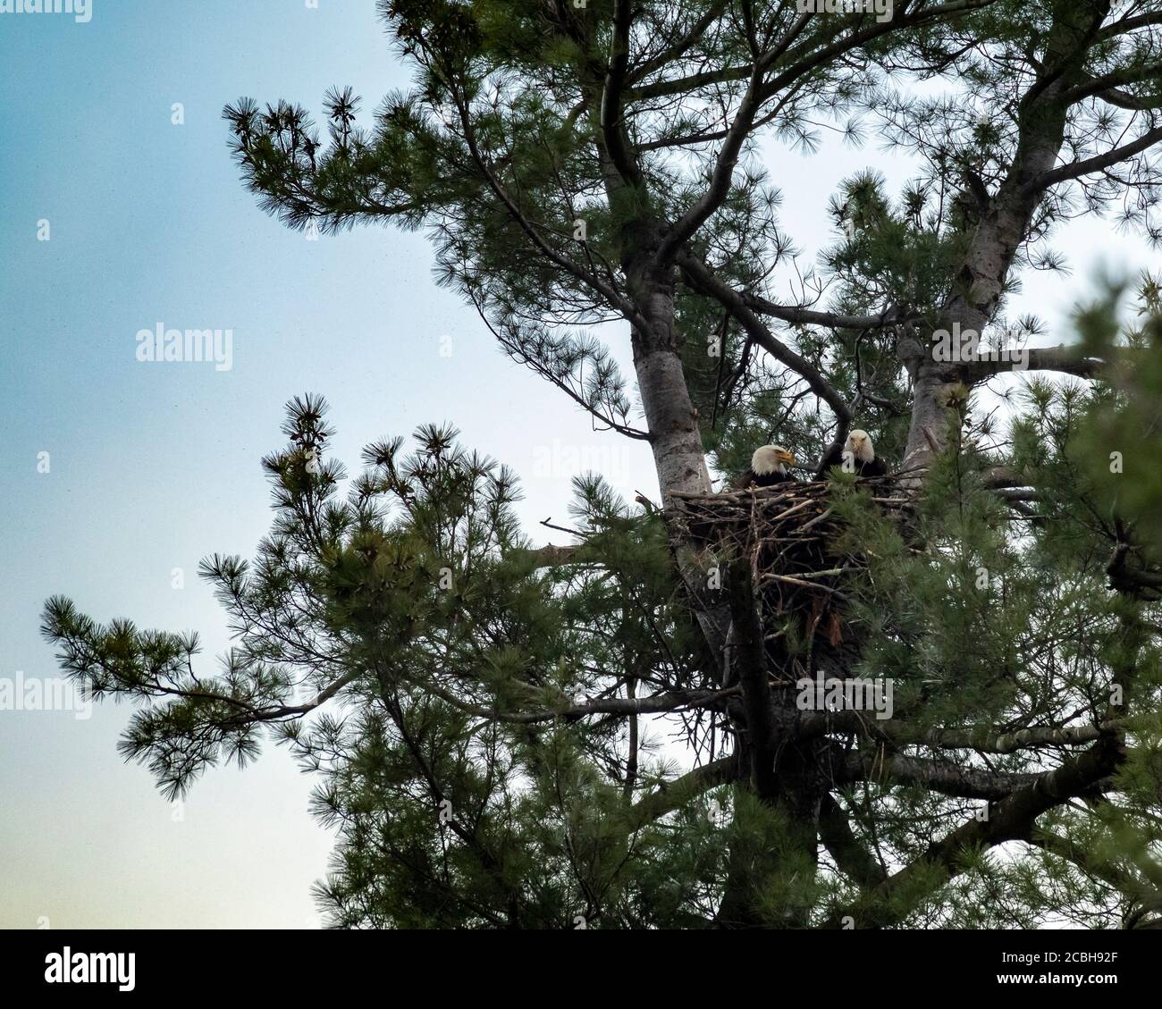 Bald Eagle Pair in Nest Stock Photo
