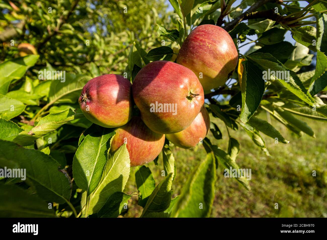 Domestic garden apple tree hi-res stock photography and images - Alamy