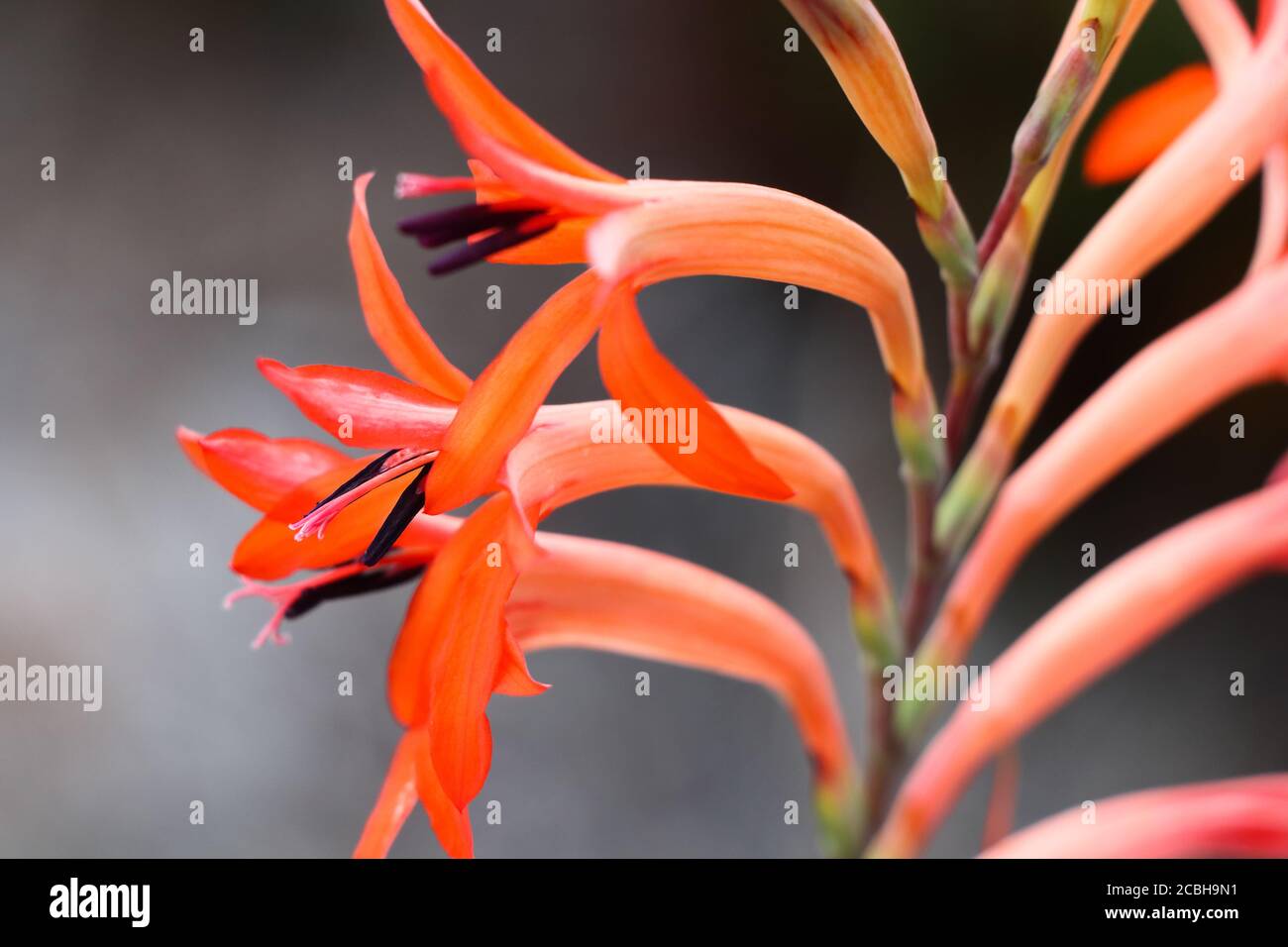 Vibrant Summer Watsonia Flower Stalk (Watsonia pillansii) Stock Photo