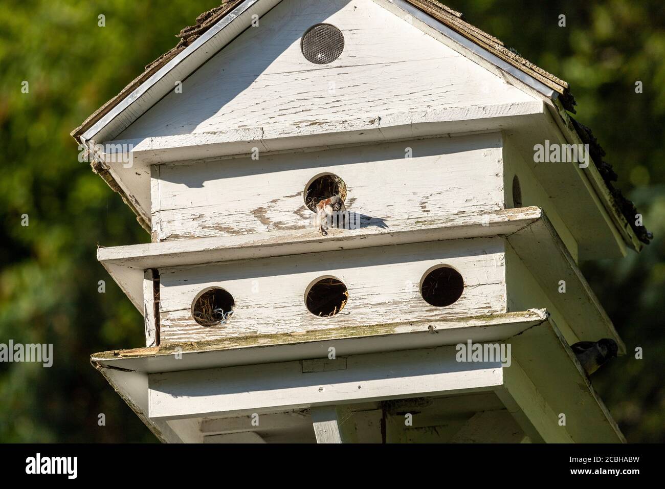 Sparrow Condo Complex 2 Stock Photo Alamy