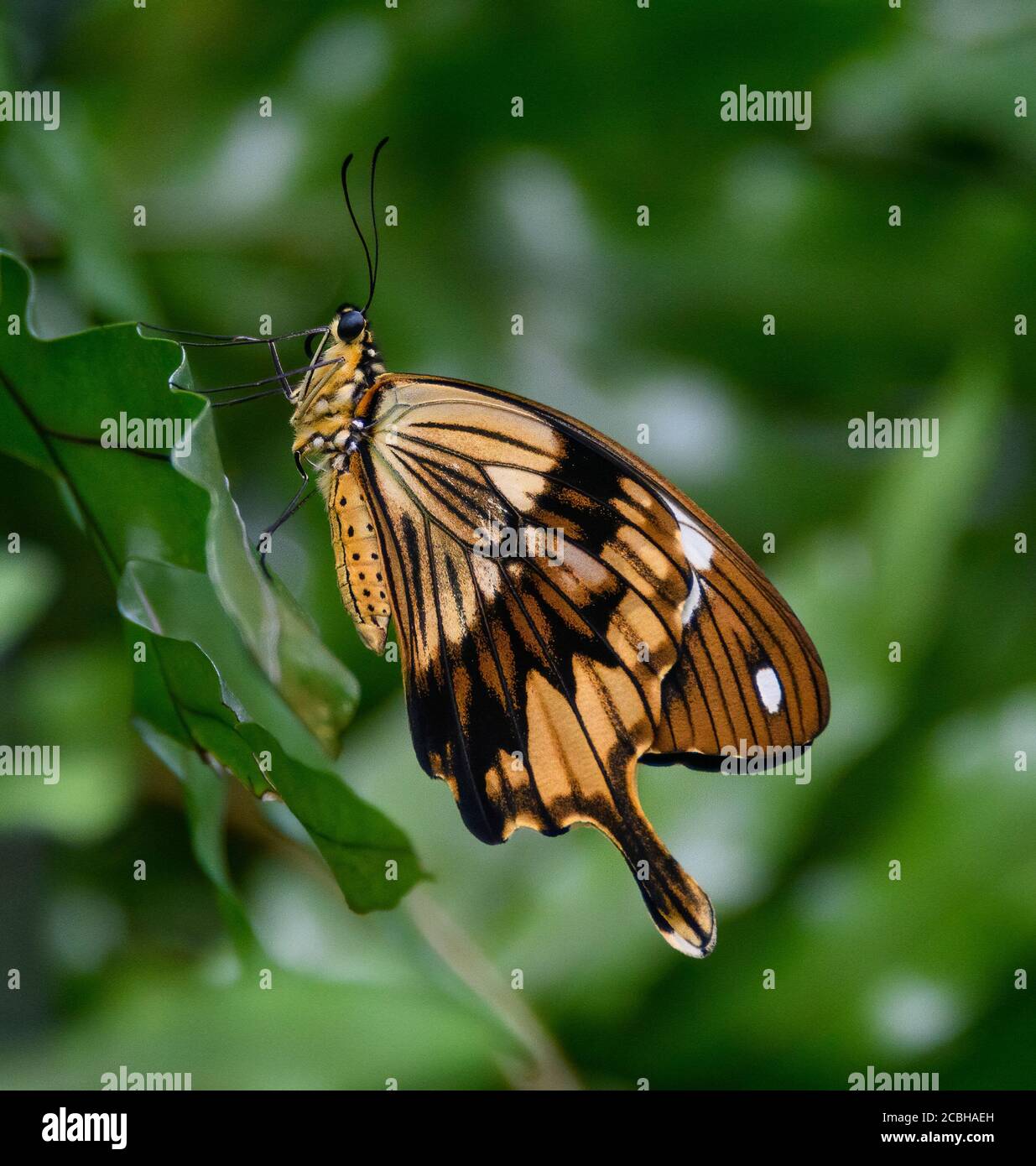 Mocker Swallowtail Butterfly Stock Photo