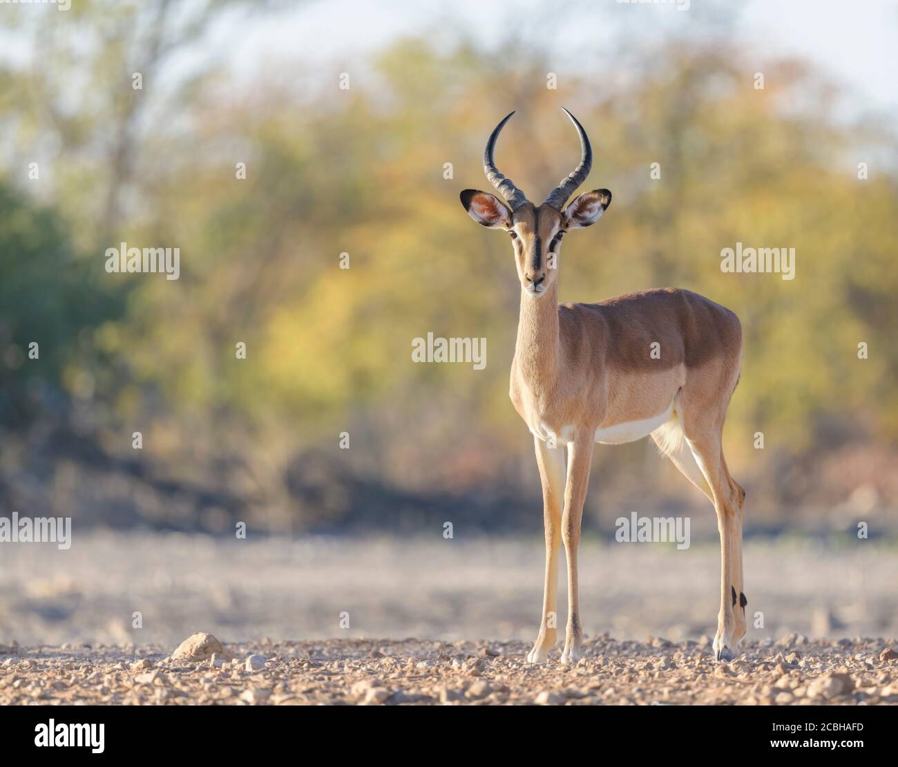 Perfect impala hi-res stock photography and images - Alamy