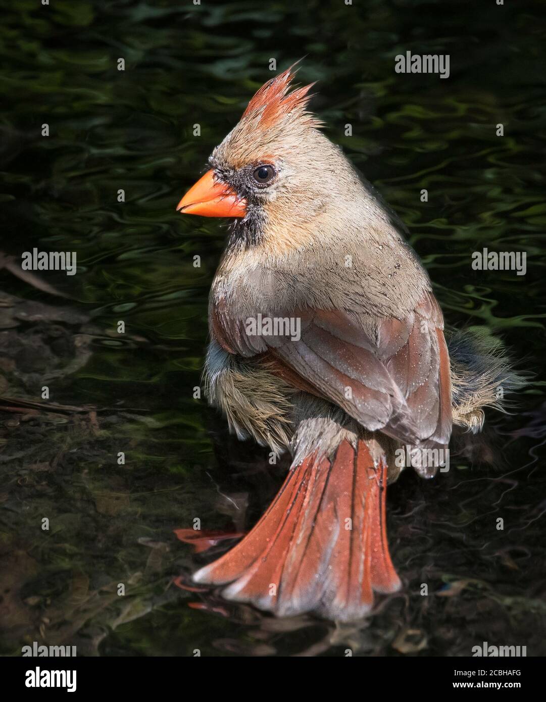 Female Northern Cardinal Bathing Stock Photo Alamy