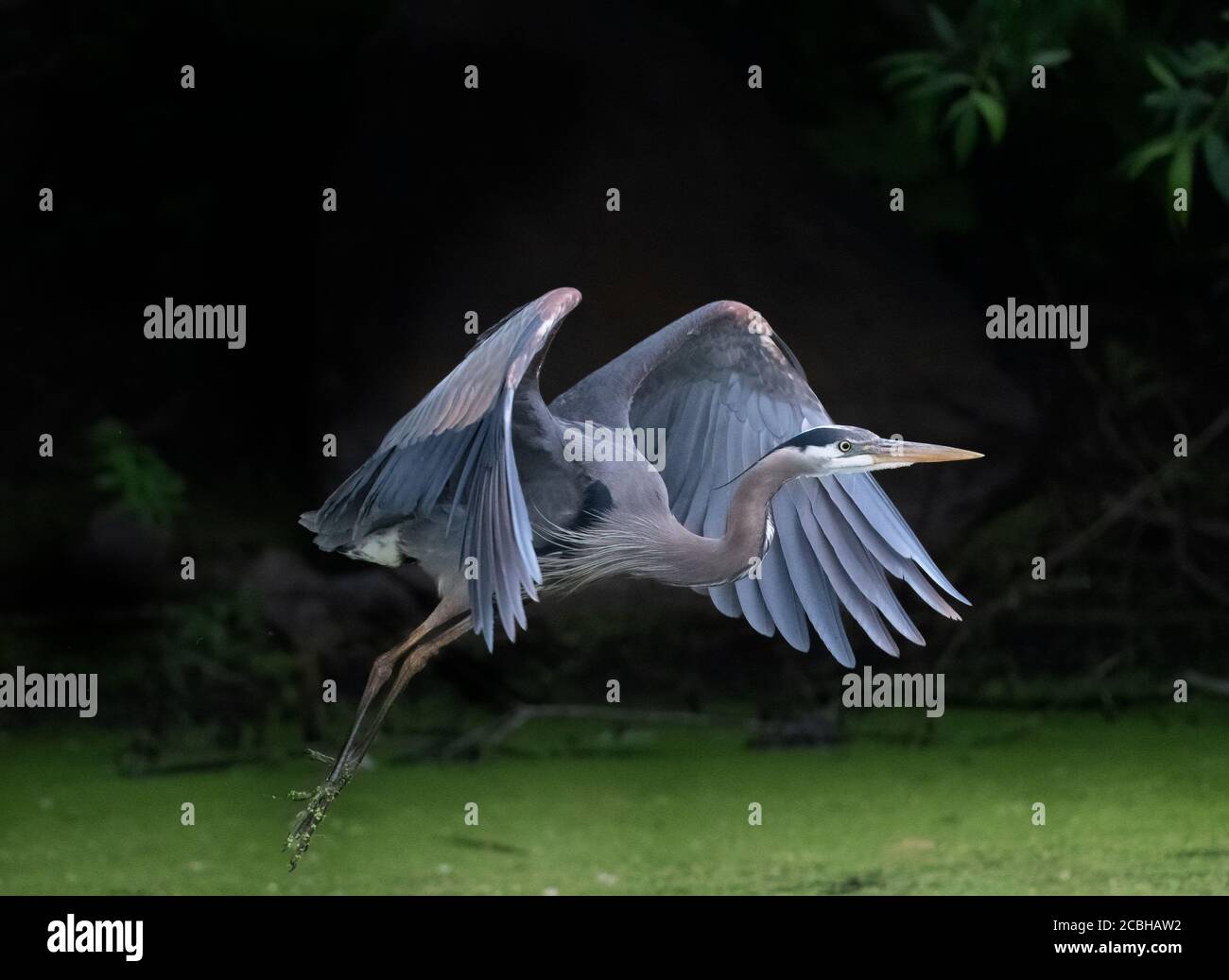 Great Blue Heron in flight Stock Photo