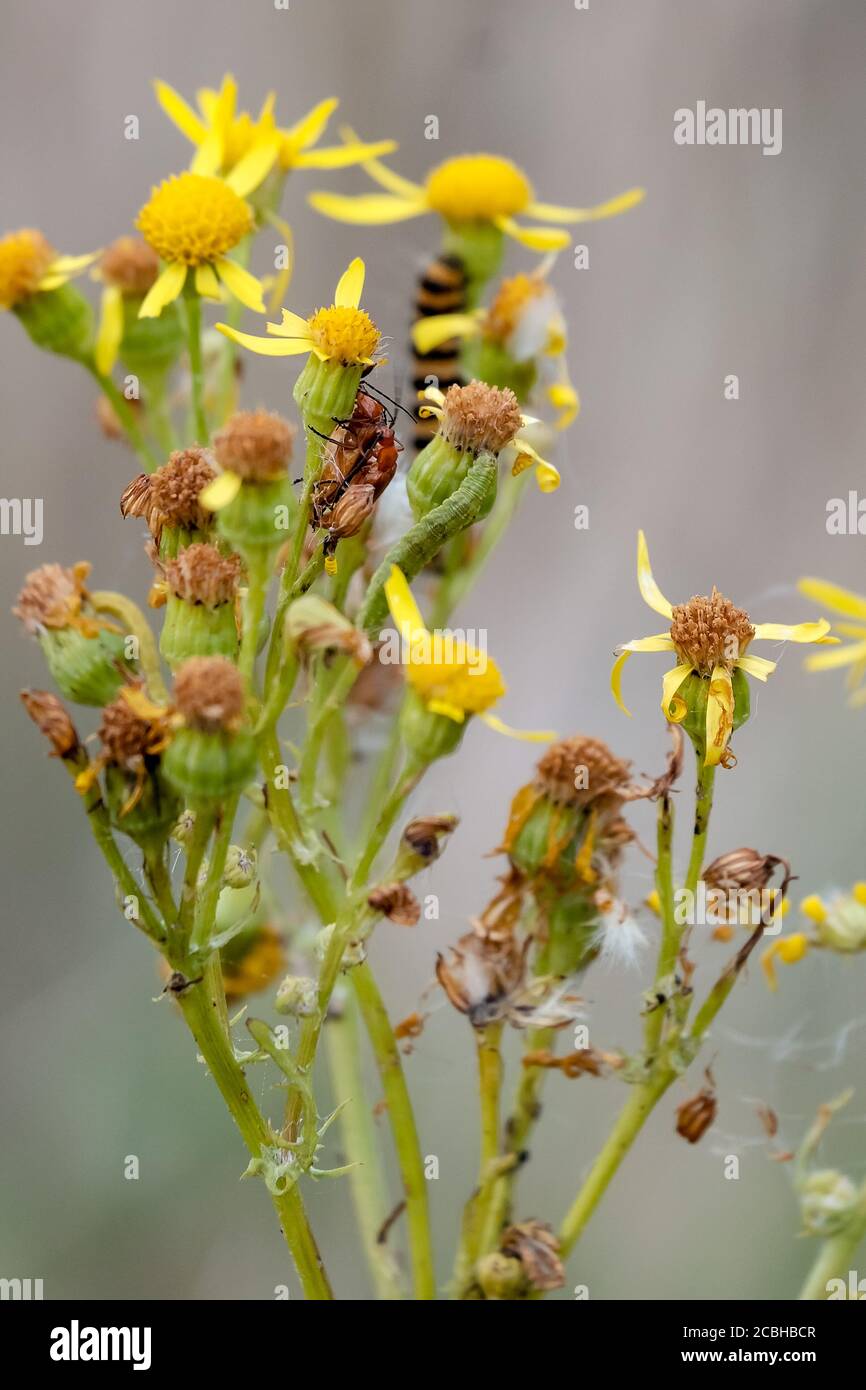 A pair of Red Soldier beetles, a green caterpillar and a Cinnabar moth caterpillar on Ragwort, a plant that supports a wide range of invertebrates. Stock Photo