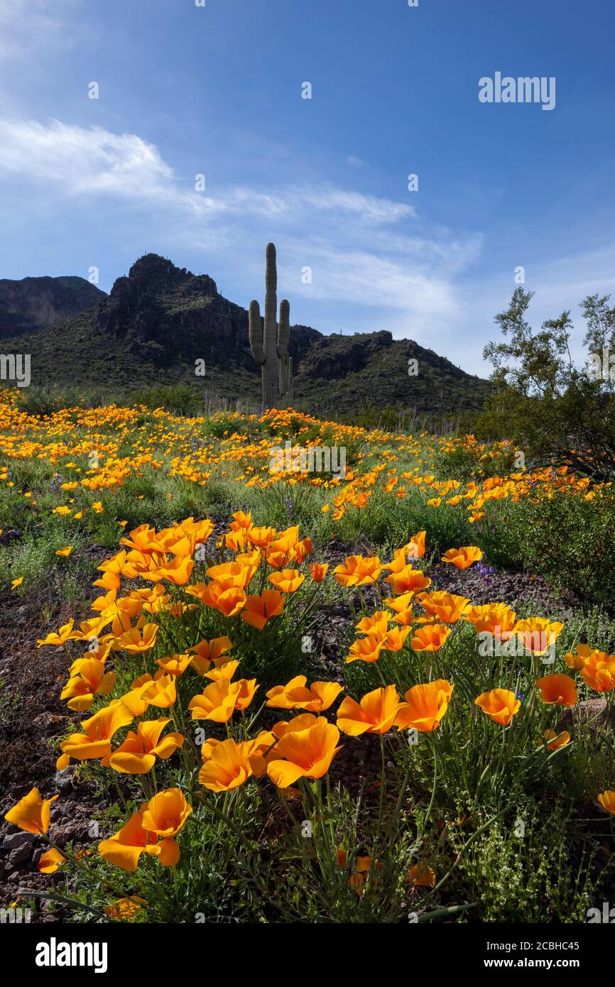 Escape to Picacho: Your Southern California Adventure Awaits!