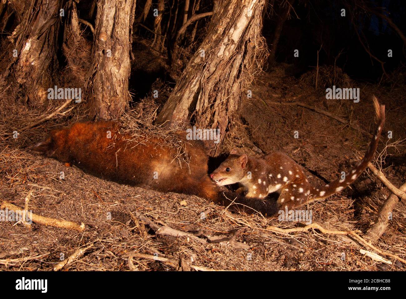 A Tiger Quoll happily scavenging Stock Photo