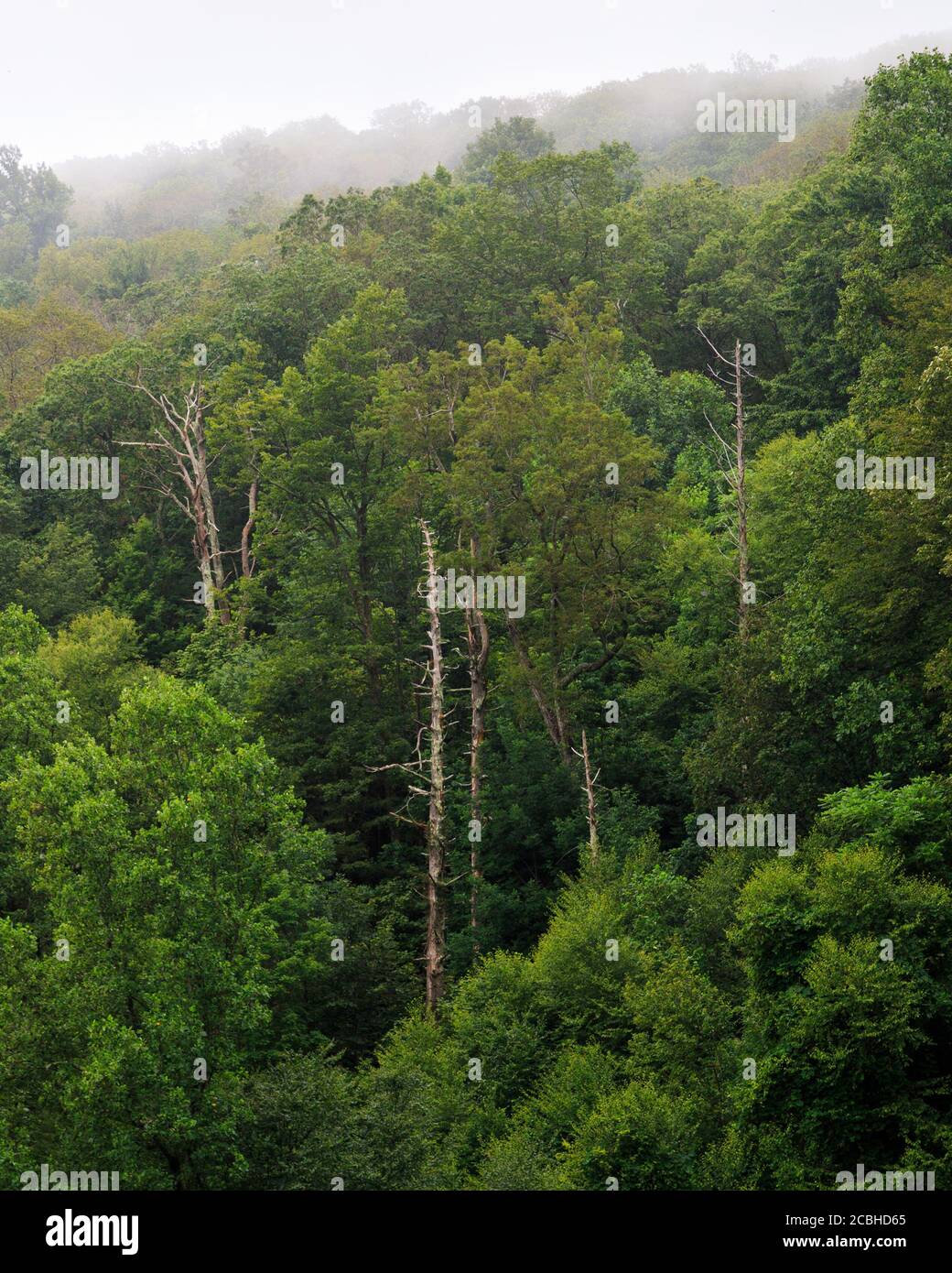 Dead hemlock trees in Whiteoak Canyon in the valleys of Shenandoah National Park, Virginia, United States Stock Photo