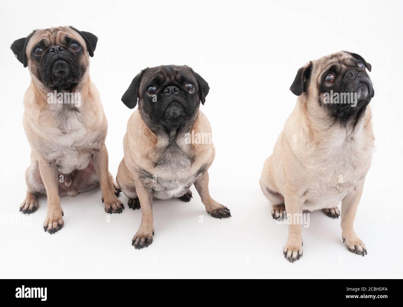 Three Isolated Pugs on a White Background Stock Photo