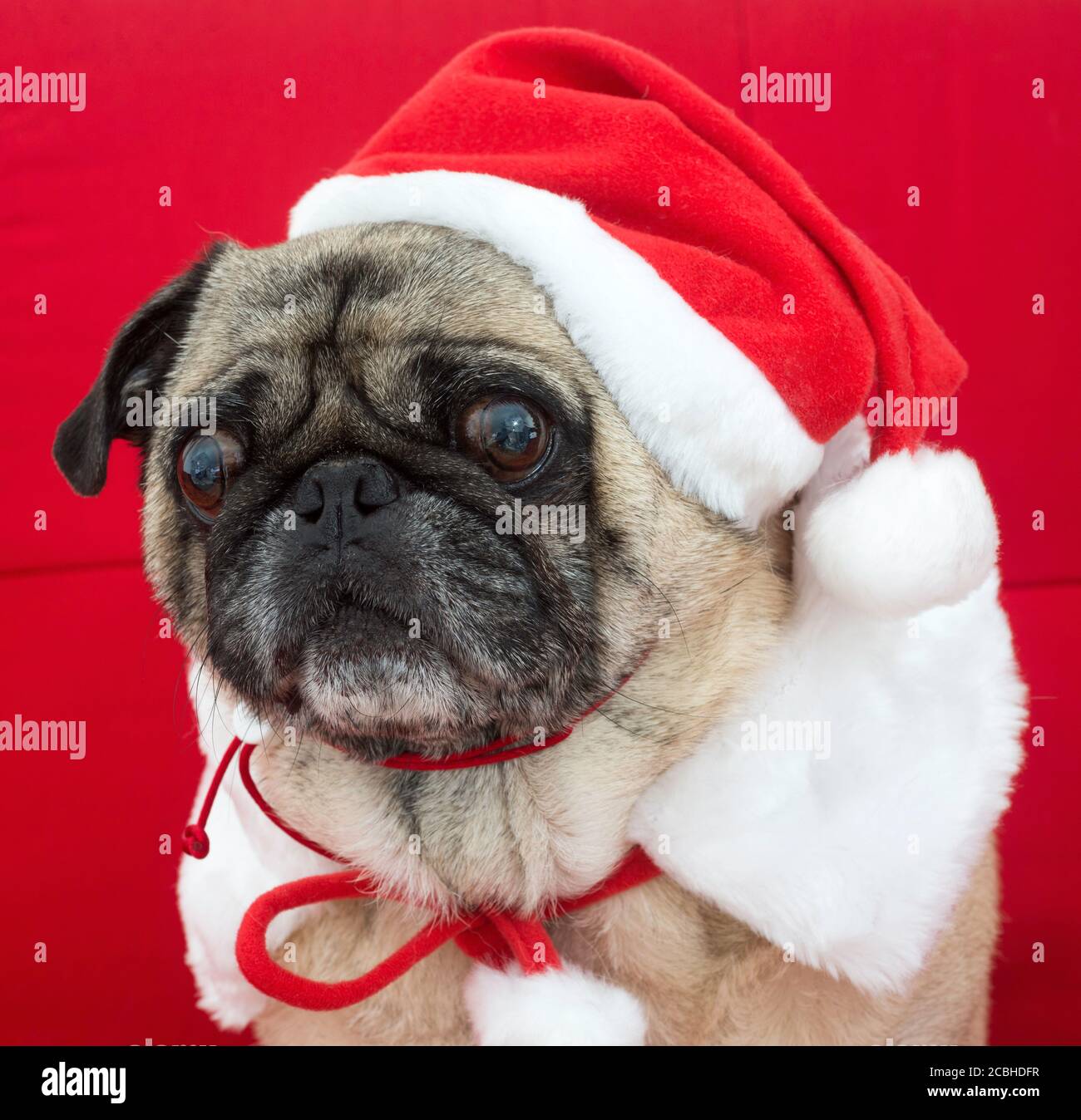 Pug Dressed up for Christmas on Red Couch Stock Photo