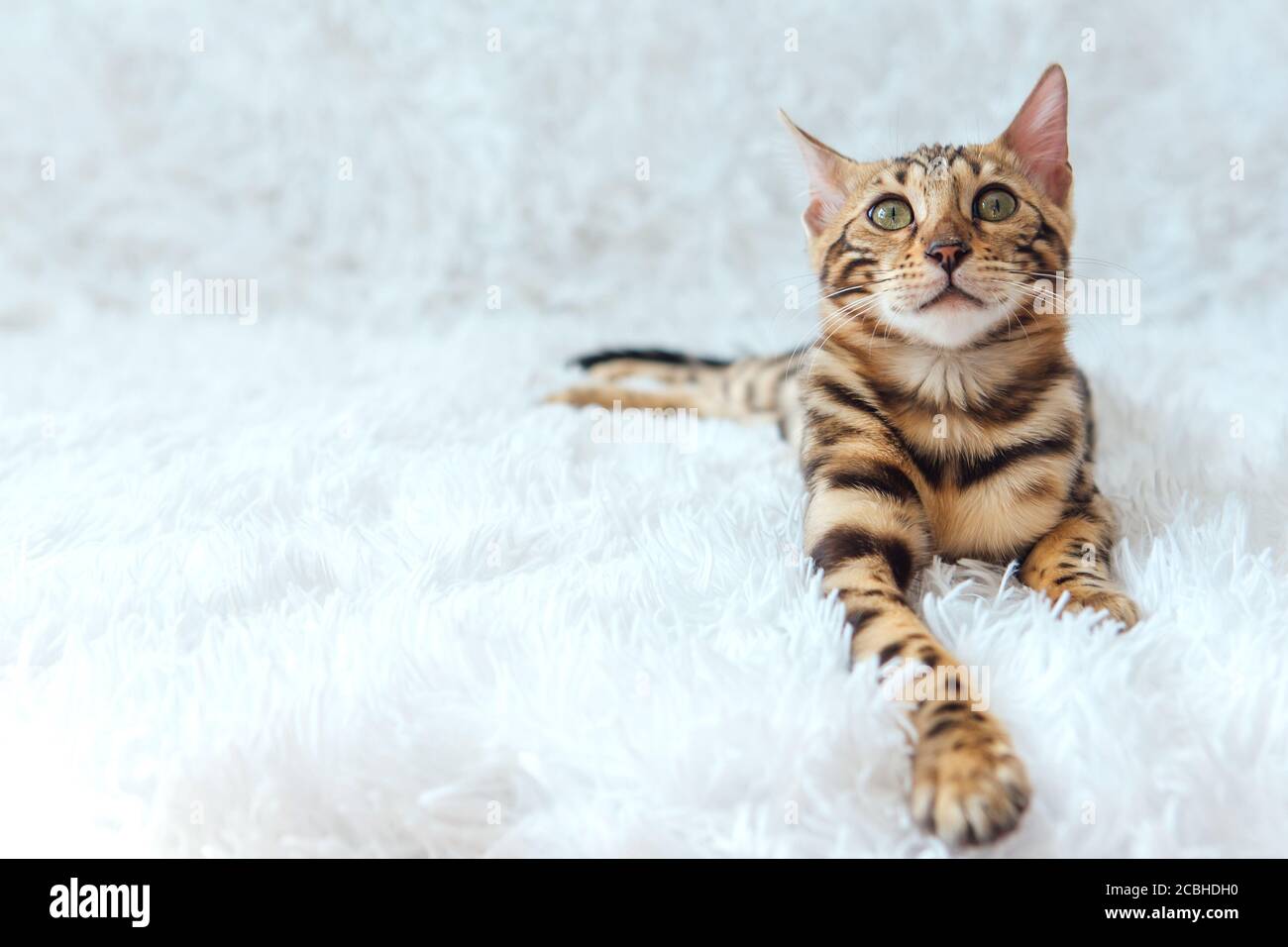 Young bengal kitty cat laying on the white background Stock Photo - Alamy