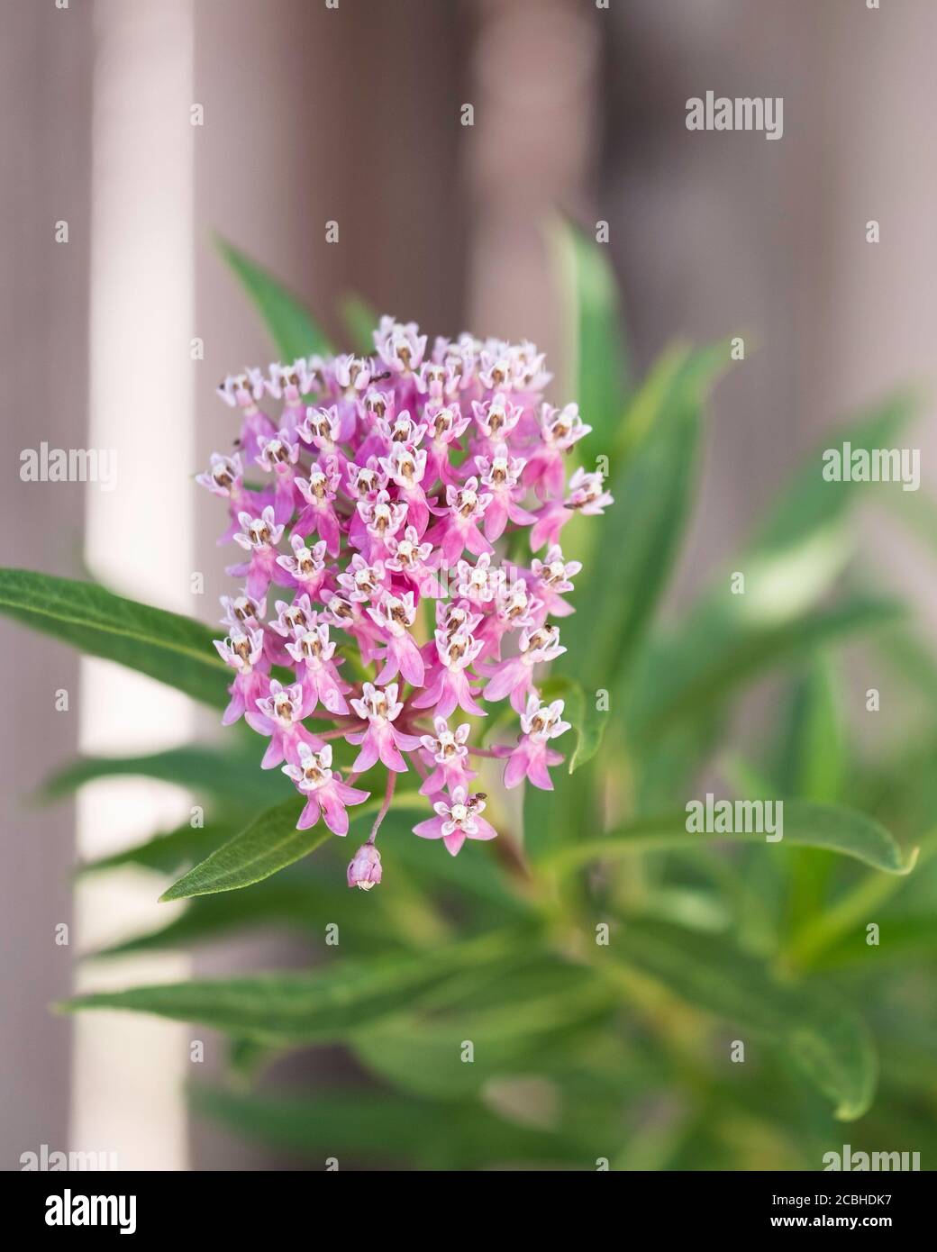 Swamp milkweed or butterfly weed, ‘Cinderella', a Monarch butterfly plant food in the USA. Stock Photo