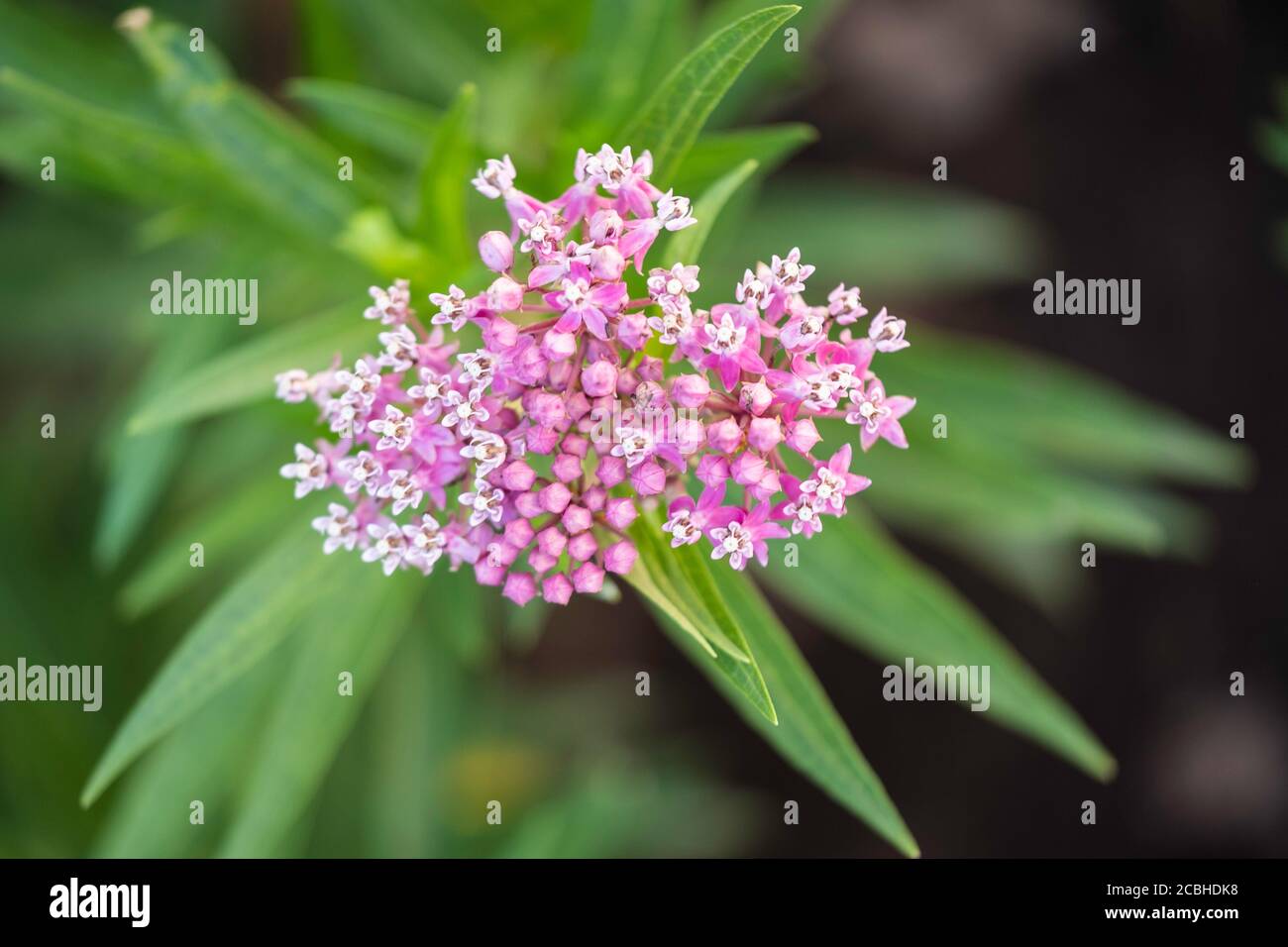 Swamp milkweed or butterfly weed with pink bloom, ‘Cinderella', a Monarch butterfly plant food