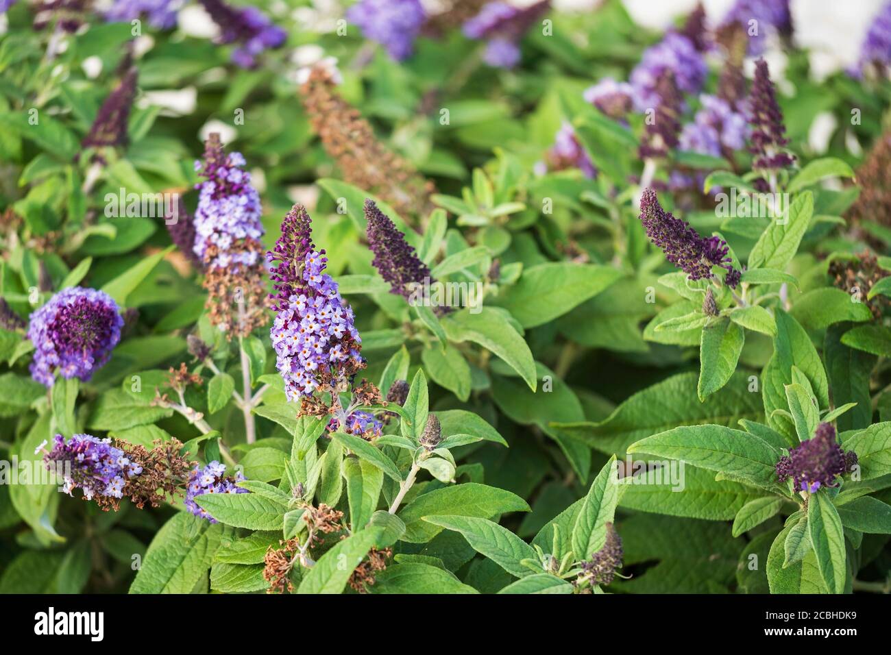 Young purple blooms of a butterfly bush, Buddleja davidii, 'Pugster Blue', in Kansas, USA. Stock Photo