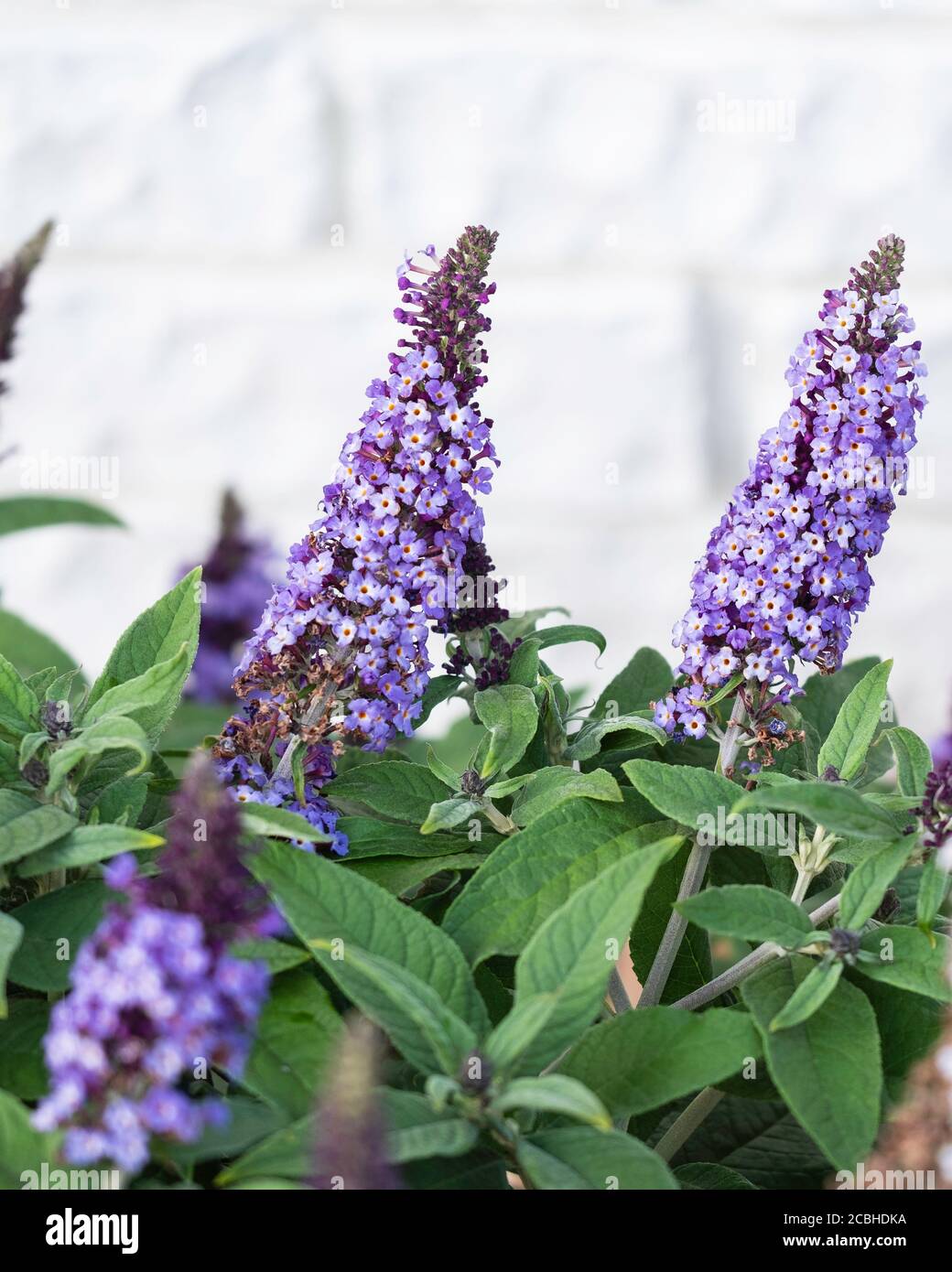 Young purple blooms of a butterfly bush, Buddleja davidii, 'Pugster Blue', in Kansas, USA. Stock Photo