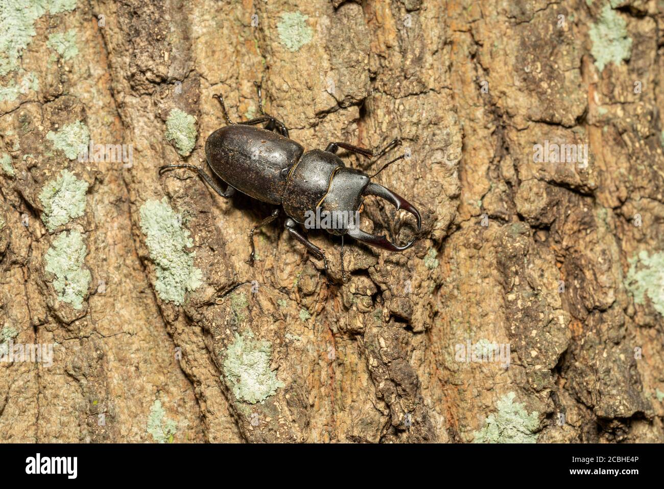 Little stag beetle (Dorcus rectus) on Kunugi (sawtooth oak), Isehara City, Kanagawa Prefecture, Japan Stock Photo