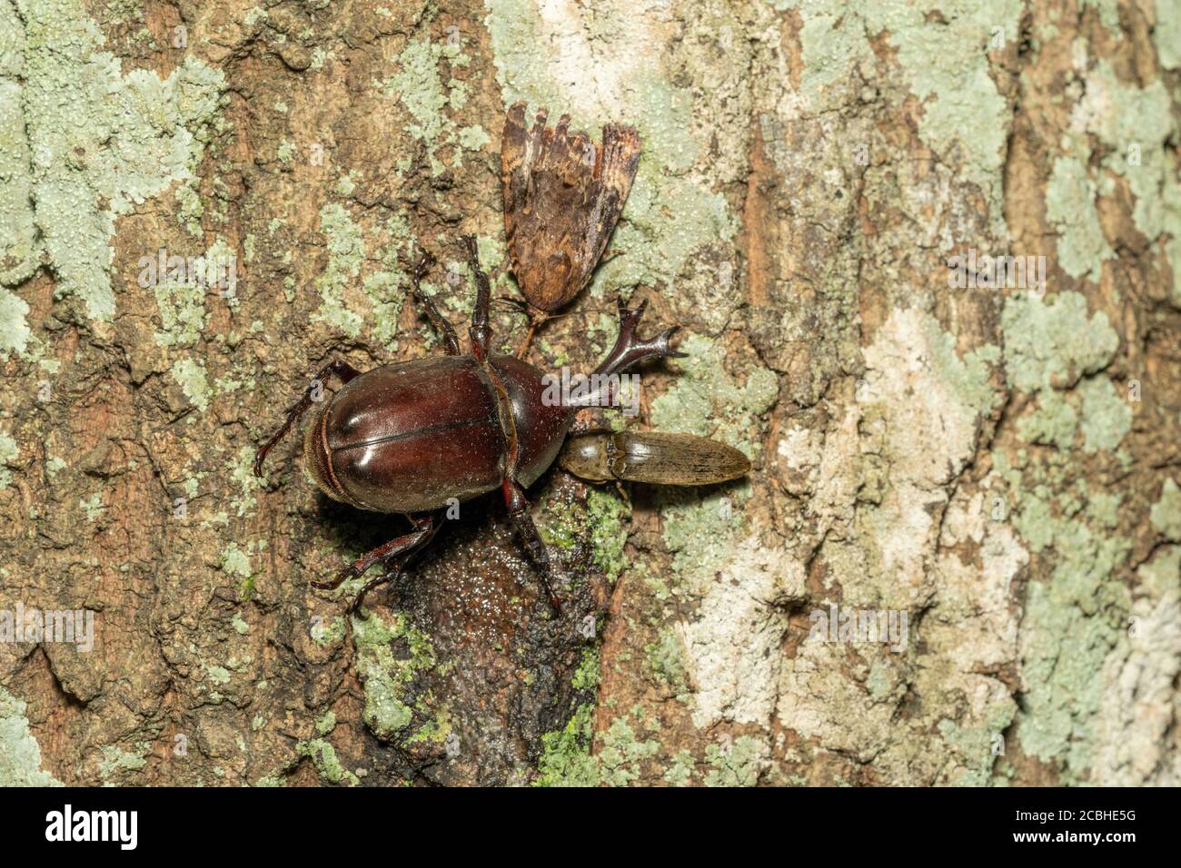 Japanese rhinoceros beetle (kabutomushi) feeding sap of Kunugi