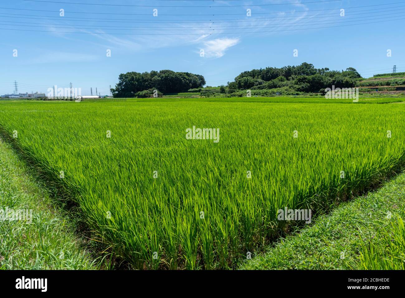 Rice field in August, Isehara City, Kanagawa Prefecture, Japan Stock ...