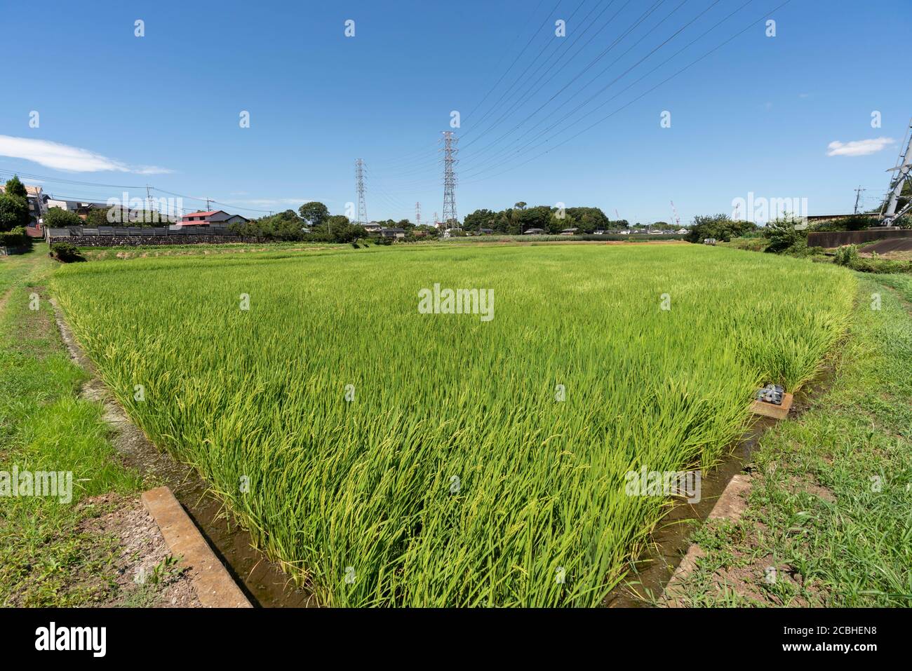 Rice field in August, Isehara City, Kanagawa Prefecture, Japan Stock ...